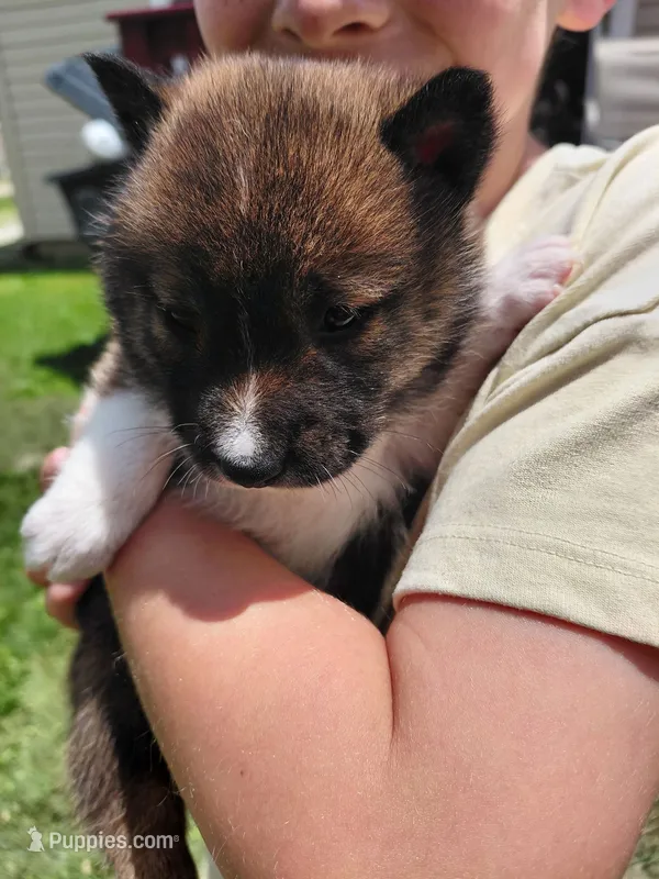 Mila – Shiba Inu puppy for sale in Beech Grove, IN
