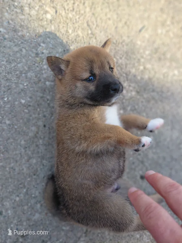 Tank – Shiba Inu puppy for sale in Beech Grove, IN
