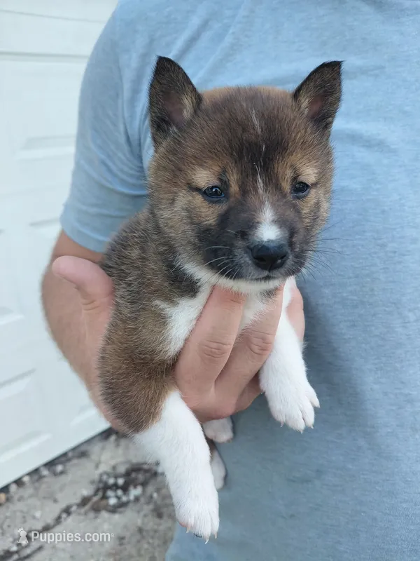Mila – Shiba Inu puppy for sale in Beech Grove, IN