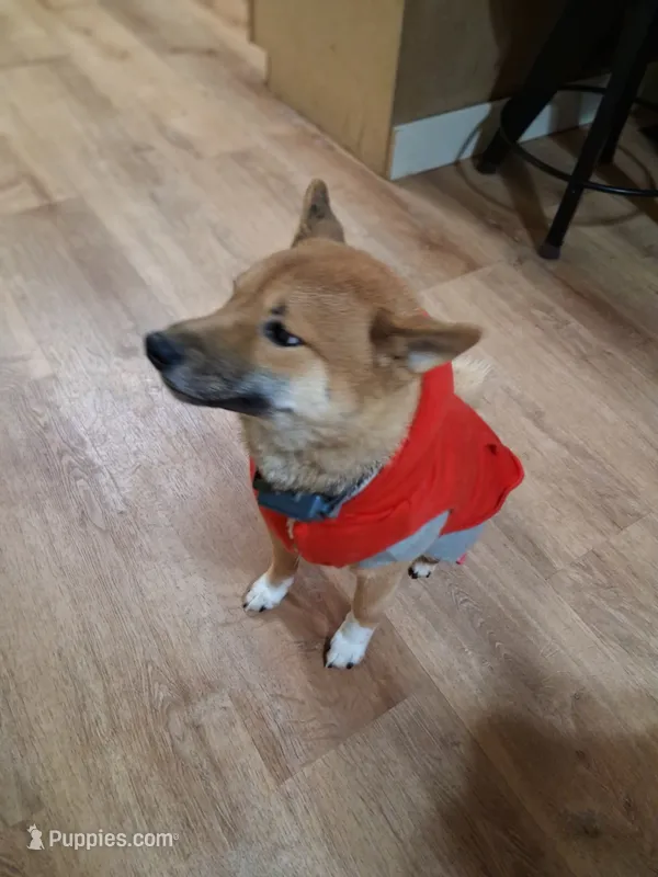 Torah – Shiba Inu puppy for sale in Beech Grove, IN