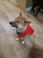Torah, a male Shiba Inu for sale in Beech Grove, IN – 1 of 1