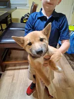 Hailey, a female Shiba Inu for sale in Beech Grove, IN – 5 of 5