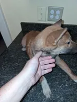 Hailey, a female Shiba Inu for sale in Beech Grove, IN – 4 of 5