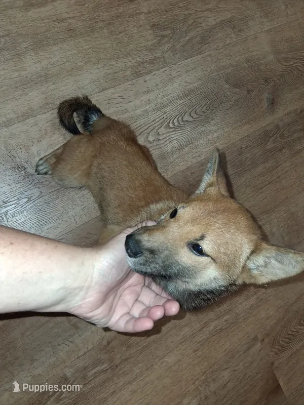 Hailey – Shiba Inu puppy for sale in Beech Grove, IN