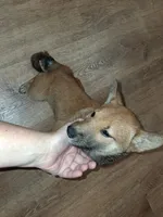 Hailey, a female Shiba Inu for sale in Beech Grove, IN – 1 of 5