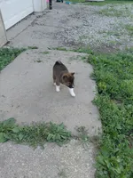 Mila, a female Shiba Inu for sale in Beech Grove, IN – 4 of 4