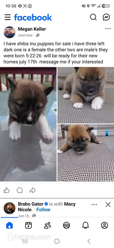 I have three puppies available – Shiba Inu puppy for sale in Beech Grove, IN