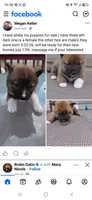 I have three puppies available, a female Shiba Inu for sale in Beech Grove, IN – 1 of 1