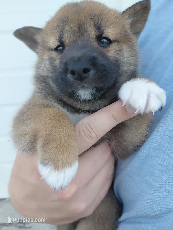 Tank – Shiba Inu puppy for sale in Beech Grove, IN