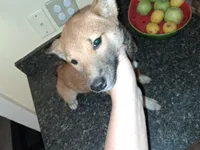 Hailey, a female Shiba Inu for sale in Beech Grove, IN – 3 of 5