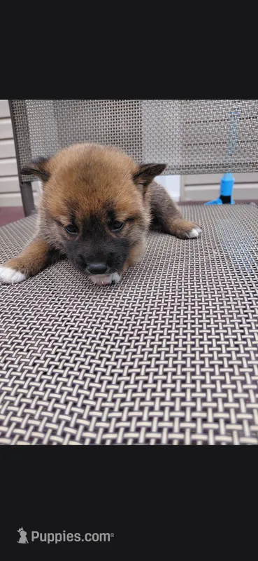 Kylo – Shiba Inu puppy on hold in Beech Grove, IN