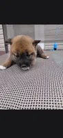 Kylo, a male Shiba Inu for sale in Beech Grove, IN – 1 of 2
