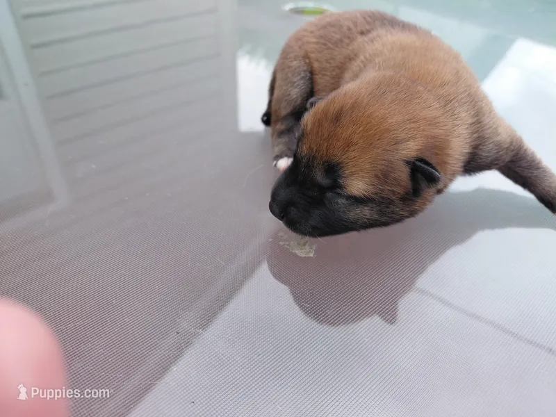 Tank – Shiba Inu puppy for sale in Beech Grove, IN