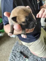 Tank, a male Shiba Inu for sale in Beech Grove, IN – 2 of 2