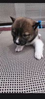 Mila , a female Shiba Inu for sale in Beech Grove, IN – 3 of 3