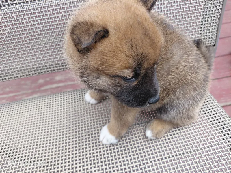 This is tank – Shiba Inu puppy for sale in Beech Grove, IN