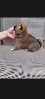 Kylo, a male Shiba Inu for sale in Beech Grove, IN – 2 of 2