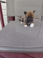 This is tank, a male Shiba Inu for sale in Beech Grove, IN – 1 of 1