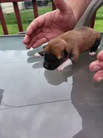 Kylo, a male Shiba Inu for sale in Beech Grove, IN – 2 of 2