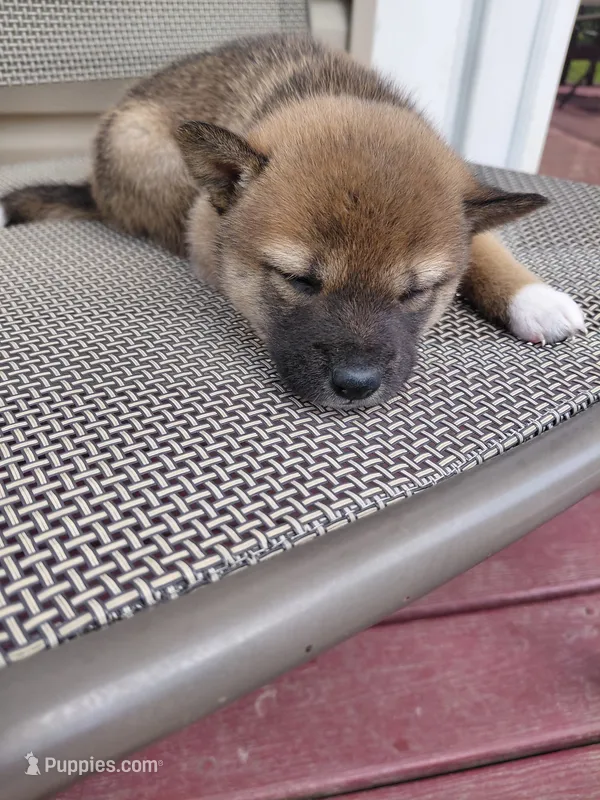 Kylo – Shiba Inu puppy for sale in Beech Grove, IN