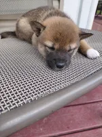 Kylo, a male Shiba Inu for sale in Beech Grove, IN – 1 of 2