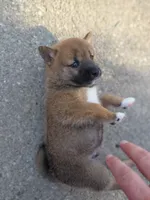 Tank, a male Shiba Inu for sale in Beech Grove, IN – 2 of 2