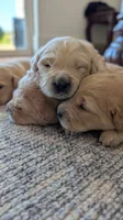 Beautiful AKC Golden Retriever!!!, a male Golden Retriever for sale in Sacramento, CA – 9 of 9