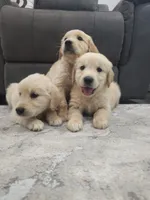Beautiful AKC Golden Retriever!, a male Golden Retriever for sale in Sacramento, CA – 5 of 8