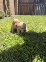 Beautiful AKC Golden Retriever!!, a female Golden Retriever for sale in Sacramento, CA – 2 of 7