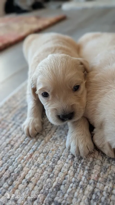 Beautiful AKC Golden Retriever!!! – Golden Retriever puppy for sale in Sacramento, CA