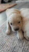 Beautiful AKC Golden Retriever!!!, a male Golden Retriever for sale in Sacramento, CA – 1 of 9