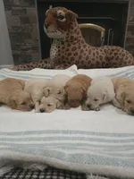 Adorable AKC Golden Retriever!, a male English Cream Golden Retriever for sale in Sacramento, CA – 8 of 10