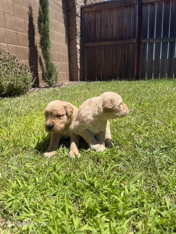 Beautiful AKC Golden Retriever!!, a female Golden Retriever for sale in Sacramento, CA – 1 of 7