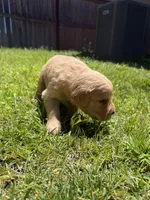 Adorable AKC Golden Retriever!!, a female English Cream Golden Retriever for sale in Sacramento, CA – 9 of 10