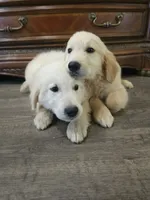 Adorable AKC Golden Retriever!, a male English Cream Golden Retriever for sale in Sacramento, CA – 6 of 6