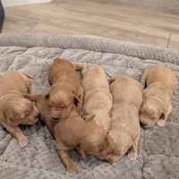 Adorable AKC Golden Retriever, a female English Cream Golden Retriever for sale in Sacramento, CA – Photo 10 of 10