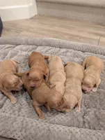 processed/de7600d4-9e85-4460-8336-fd85891b4931/listing/25e0e2d8-cec1-4ef3-aeaa-c774499577de/1bc46801-b887-4ff3-81b3-6873ba988ac7