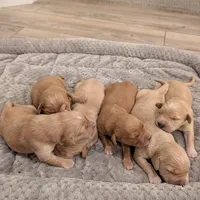 Adorable AKC Golden Retriever, a female English Cream Golden Retriever for sale in Sacramento, CA – Photo 5 of 10