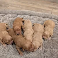 Adorable AKC Golden Retriever, a female English Cream Golden Retriever for sale in Sacramento, CA – Photo 3 of 10