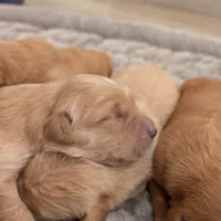 Adorable AKC Golden Retriever, a female English Cream Golden Retriever for sale in Sacramento, CA – Photo 2 of 10