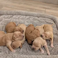 Adorable AKC Golden Retriever, a female English Cream Golden Retriever for sale in Sacramento, CA – Photo 9 of 10