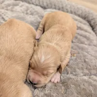 Adorable AKC Golden Retriever, a female English Cream Golden Retriever for sale in Sacramento, CA – Photo 4 of 10