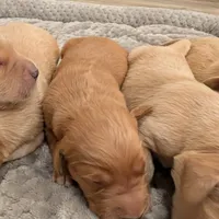 Adorable AKC Golden Retriever, a female English Cream Golden Retriever for sale in Sacramento, CA – Photo 6 of 10