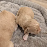 Adorable AKC Golden Retriever, a female English Cream Golden Retriever for sale in Sacramento, CA – Photo 7 of 10