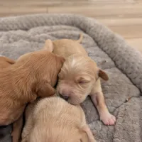 Adorable AKC Golden Retriever, a female English Cream Golden Retriever for sale in Sacramento, CA – Photo 8 of 10