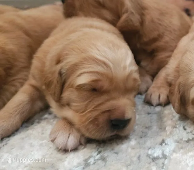 Adorable AKC Golden Retriever