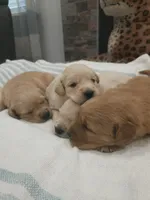 Beautiful AKC Golden Retriever!, a male Golden Retriever for sale in Sacramento, CA – 10 of 10