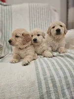 processed/de7600d4-9e85-4460-8336-fd85891b4931/listing/297e8e5a-2a72-4338-82e4-b7e6a274cf69/2c1e85e6-8562-499e-9e77-45296f2e1fb8