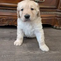 Adorable AKC Golden Retriever!, a female English Cream Golden Retriever for sale in Sacramento, CA – Photo 1 of 6