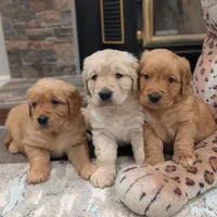 Adorable AKC Golden Retriever!, a female English Cream Golden Retriever for sale in Sacramento, CA – Photo 4 of 6